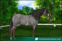 Horse Color:Liver Red Roan Frame