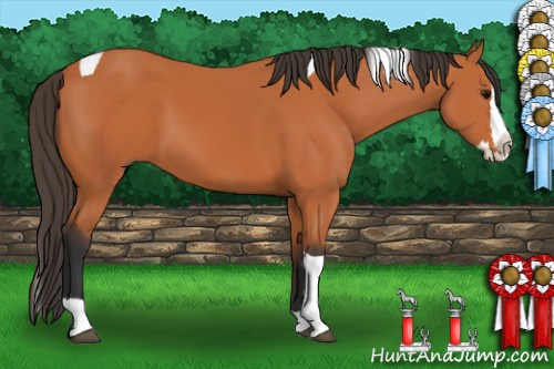Horse Color:Bay Sabino Splash Tobiano