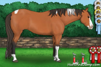 Horse Color:Bay Sabino Splash Tobiano 