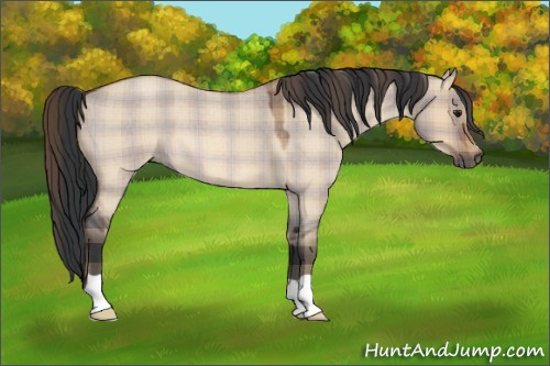 Horse Color:Plaid  Bay Roan Dun 