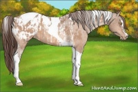 Horse Color:Amber Champagne Sabino Tobiano Blanket  and Amber Champagne Sabino Tobiano Blanket 