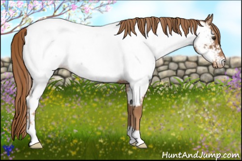Horse Color:Red Roan Appaloosa Rabicano 
