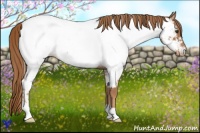 Horse Color:Red Roan Near Fewspot Rabicano 