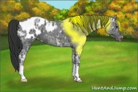 Horse Color:Blue Ice Roan Appaloosa 