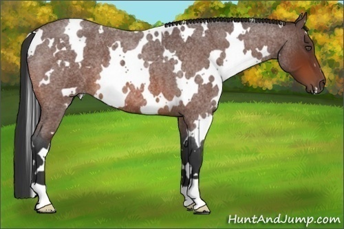 Horse Color:White Spotted Bay Roan 