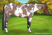 Horse Color:White Spotted Bay Roan