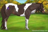 Horse Color:Liver Chestnut Tobiano 