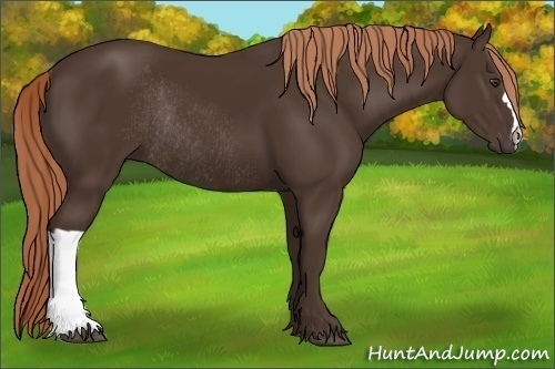 Horse Color:Liver Chestnut Rabicano 