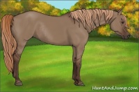 Horse Color:Liver Red Dun Rabicano 