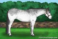 Horse Color:White Spotted Blue Roan Rabicano and White Spotted Blue Roan Rabicano
