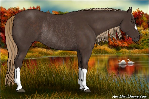 Horse Color:Liver Chestnut Rabicano
