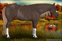 Horse Color:Liver Chestnut Rabicano 