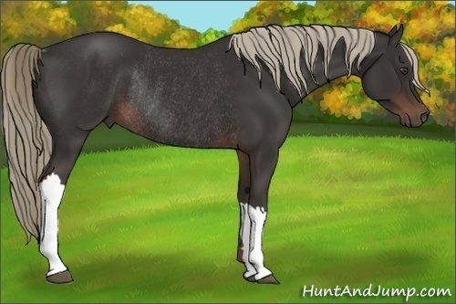 Horse Color:Liver Chestnut Rabicano 
