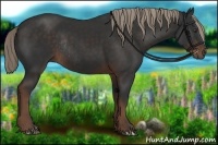 Horse Color:Liver Chestnut Rabicano 