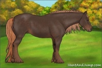 Horse Color:Liver Chestnut Rabicano 