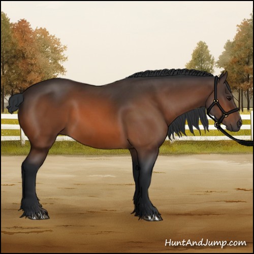 Horse Color:Brown 