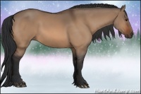 Horse Color:Brown Dun 