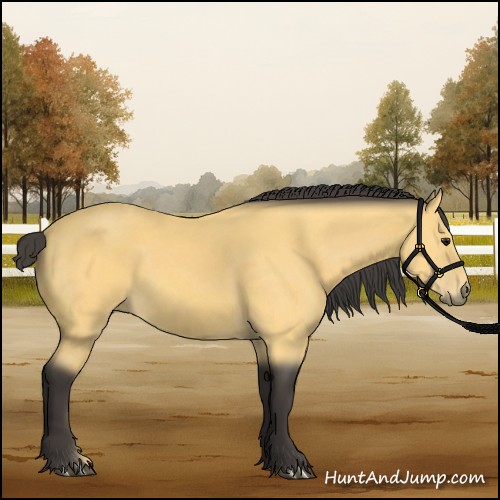 Horse Color:Buckskin 