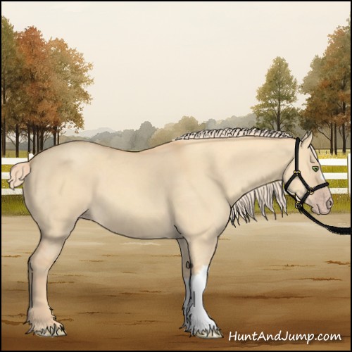 Horse Color:Gold Champagne Dun 