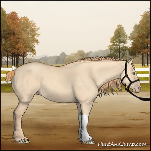 Horse Color:Gold Champagne Dun 