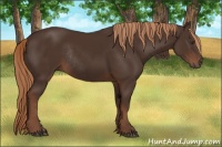 Horse Color:Liver Chestnut Rabicano 