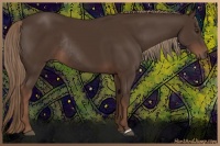 Horse Color:Liver Chestnut Rabicano 