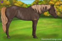 Horse Color:Liver Chestnut Rabicano 