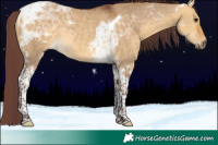 Horse Color:Chocolate Buckskin Dun Tobiano Rabicano