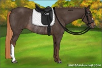 Horse Color:Liver Chestnut Rabicano 
