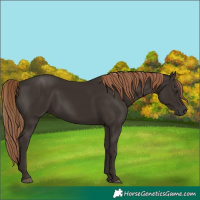 Horse Color:Liver Chestnut Rabicano 