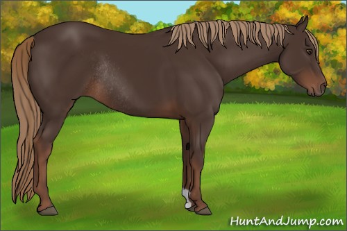 Horse Color:Liver Chestnut Rabicano
