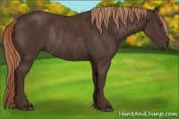 Horse Color:Liver Chestnut Rabicano 