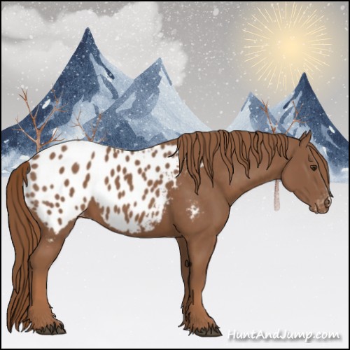 Horse Color:Chestnut Appaloosa 