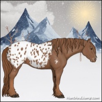 Horse Color:Chestnut Appaloosa 