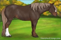 Horse Color:Liver Chestnut Rabicano 