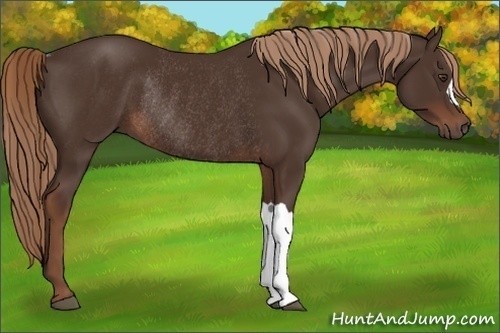 Horse Color:Liver Chestnut Rabicano 