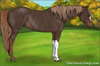 Horse Color:Liver Chestnut Rabicano 