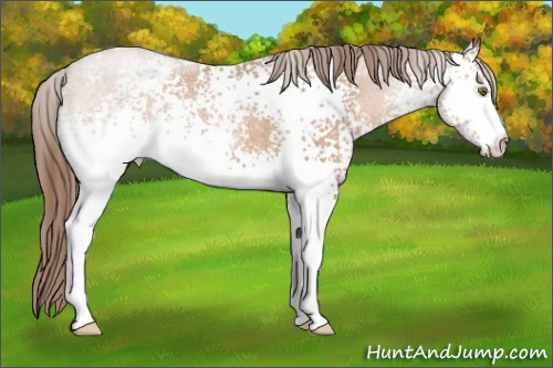 Horse Color:White Spotted Brown Roan Pearl 