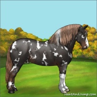 Horse Color:White Spotted Liver Chestnut Rabicano 