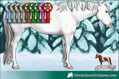 Horse Color:Liver Chestnut Tobiano Appaloosa 