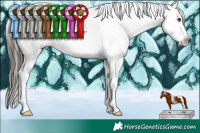 Horse Color:Liver Chestnut Tobiano Appaloosa 