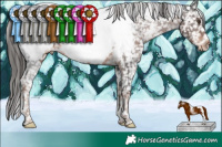 Horse Color:Liver Chestnut Tobiano Appaloosa 