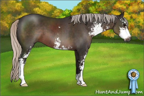 Horse Color:Gray Silver Black Sabino 
