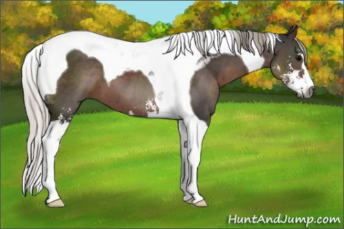 Horse Color:Gray Silver Black Sabino Tobiano 