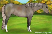 Horse Color:Gray Silver Grullo 