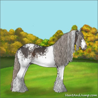 Horse Color:Gray White Spotted Silver Black 