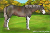 Horse Color:Gray Silver Black Sabino 