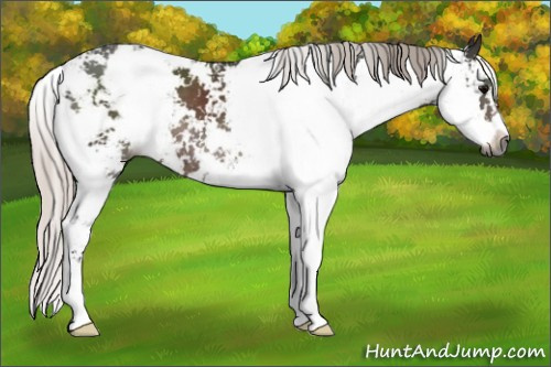 Horse Color:Gray Silver Black Sabino
