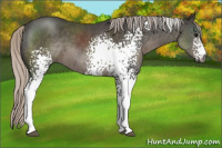 Horse Color:Gray White Spotted Silver Black Sabino