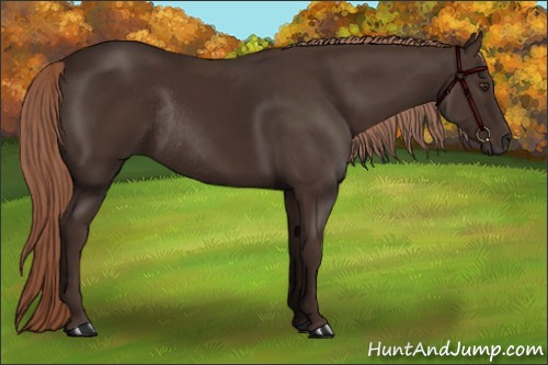 Horse Color:Liver Chestnut Rabicano